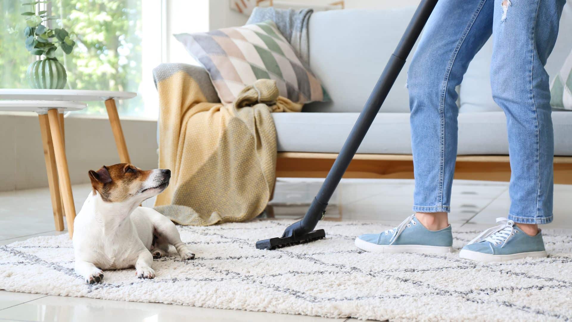 Vacuuming carpet